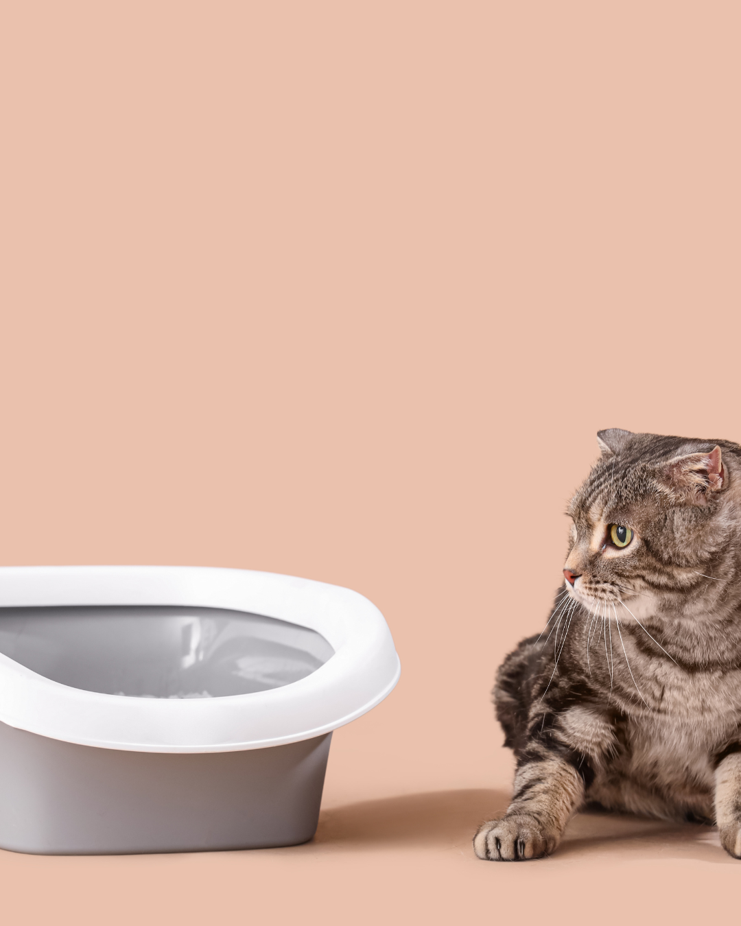 Tschüss Plastik Kaninchentoilette