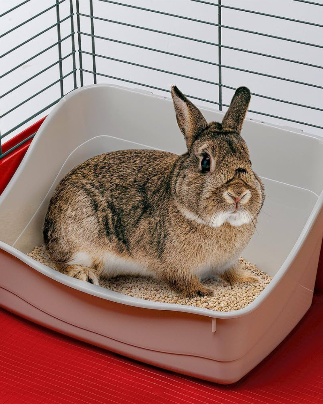 Warum Plastik im Kaninchengehege problematisch sein kann