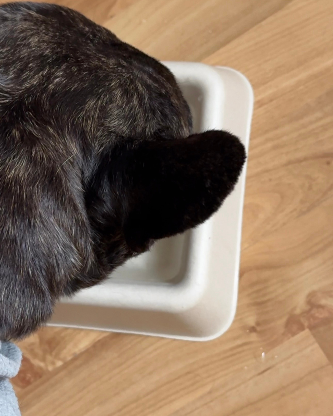 Wir stellen Euch unseren Napf vor