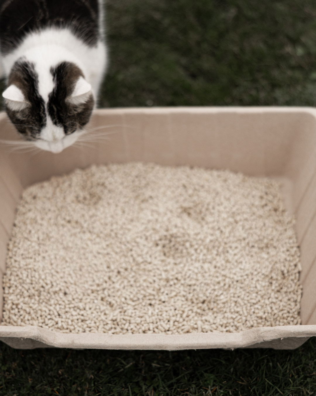 Wir stellen euch unsere Katzentoilette vor