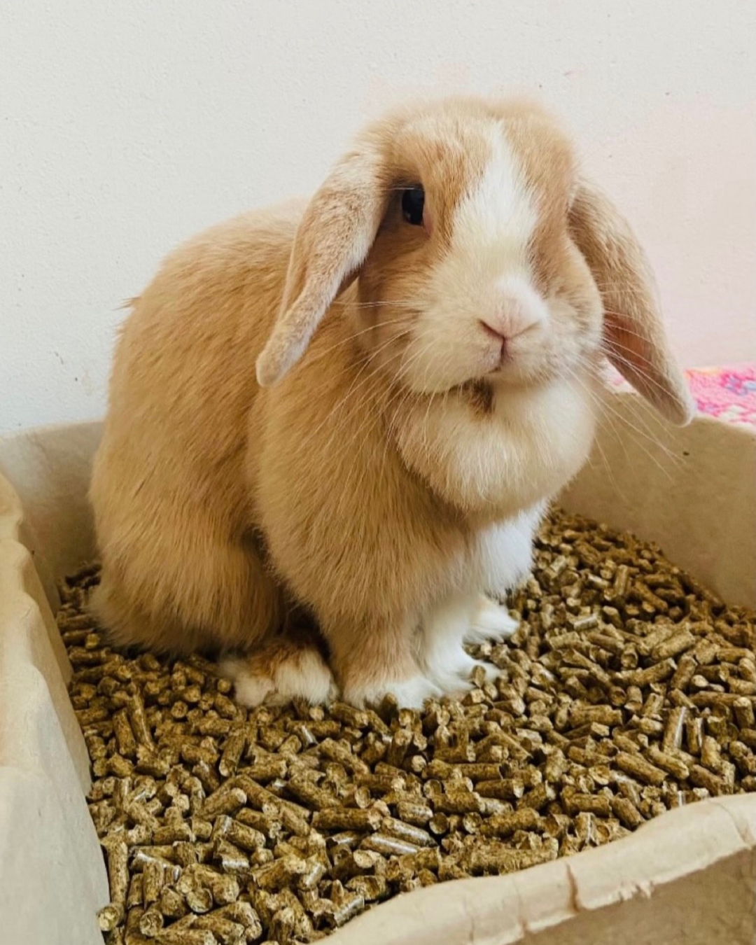 Kaninchen & Ammoniakgeruch