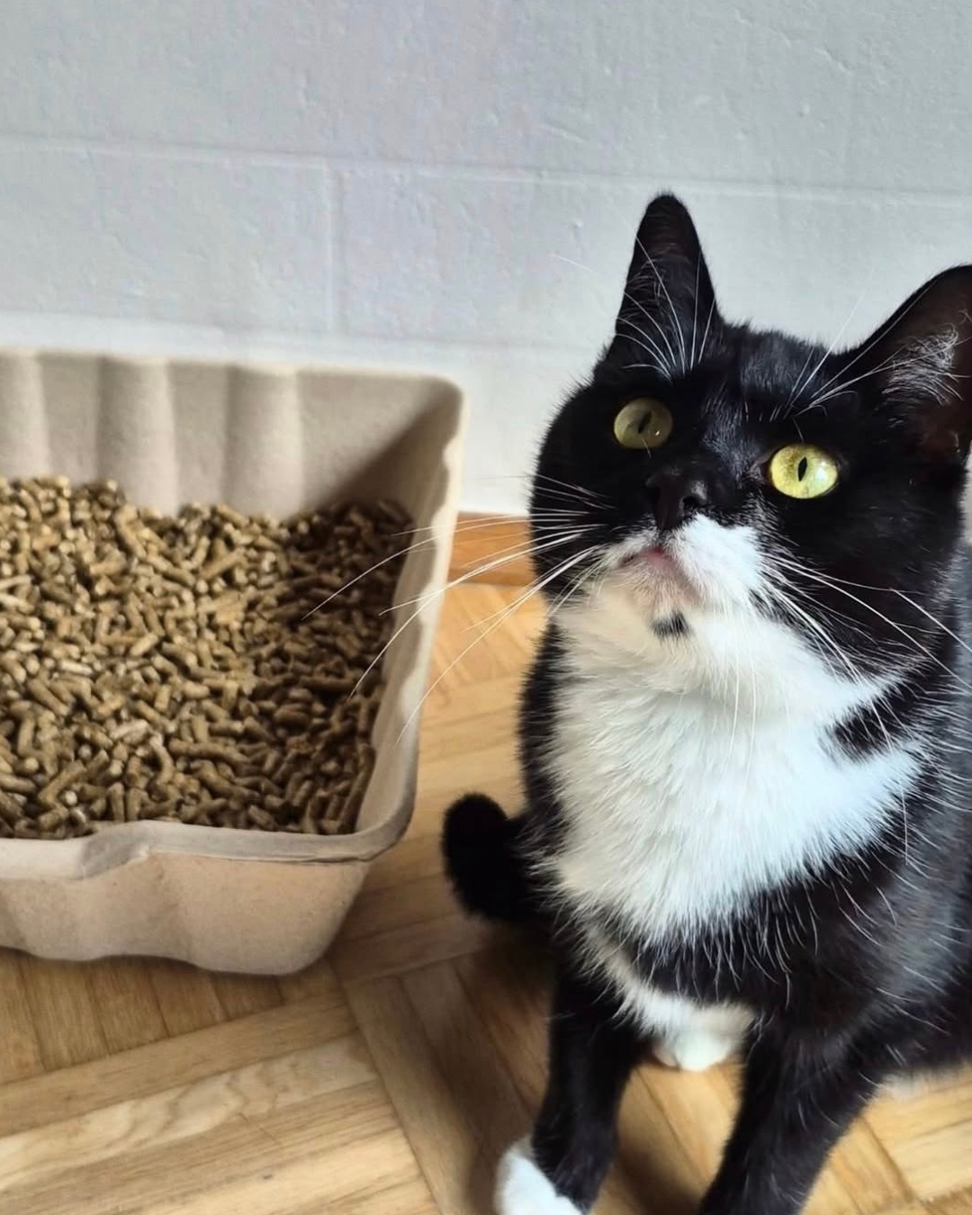 Kennst du die Faustregel Katze+1?