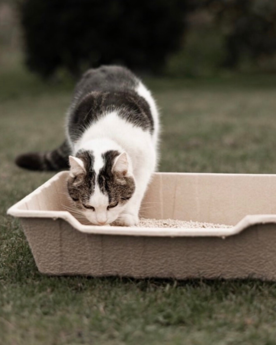 Warum diese nachhaltige Toilette auch für Kaninchen ideal ist